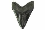 Fossil Megalodon Tooth - South Carolina #135925-2